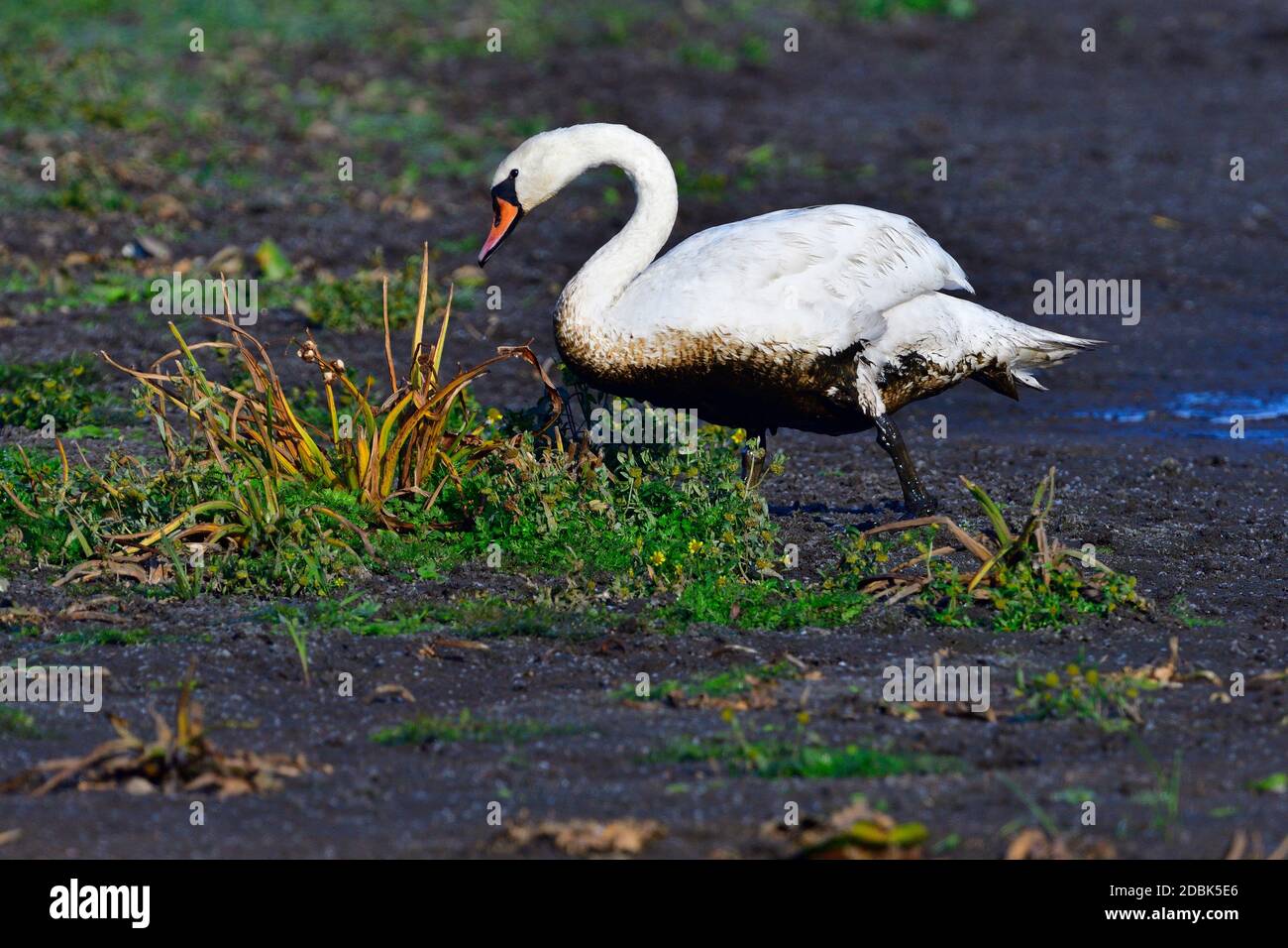 Mute cigno in un laghetto di fango al sole del mattino Foto Stock