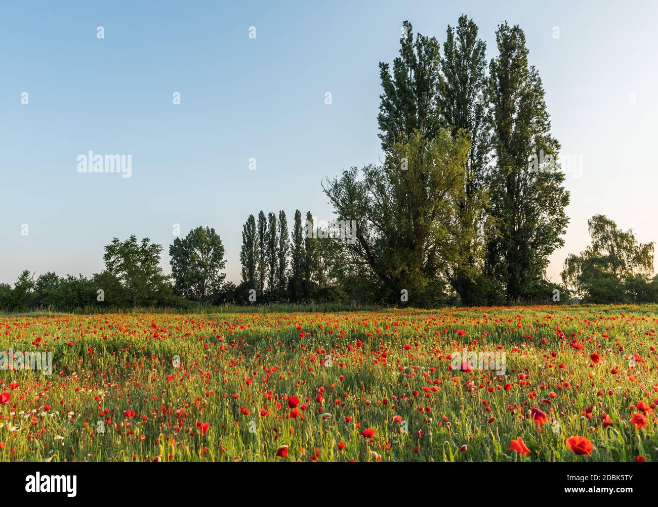 Blühendes Mohnfeld mit Bäumen im Hintergrund Foto Stock