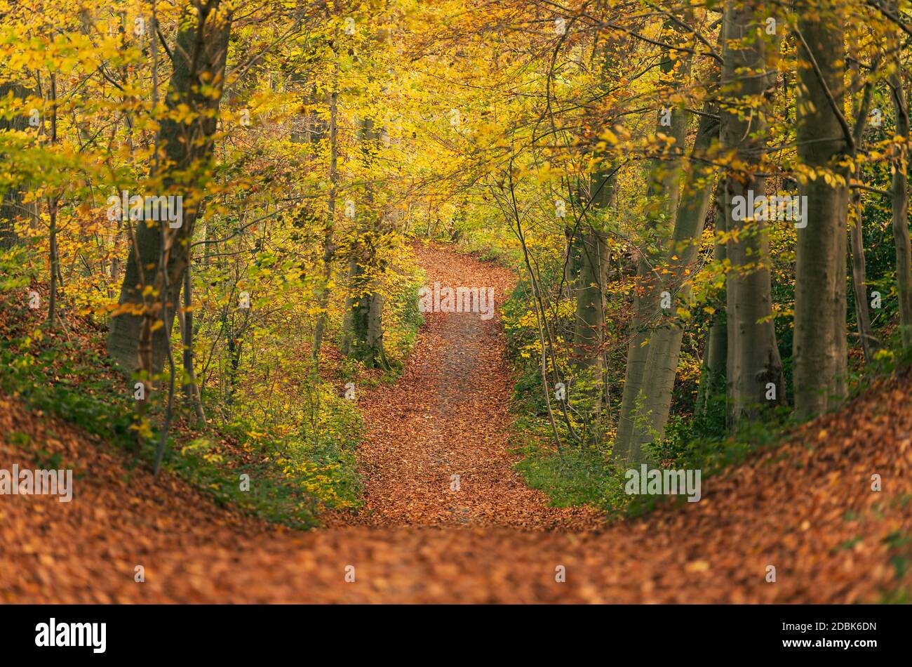 Un sentiero sottostante coperto di foglie cadenti conduce alla foresta vestita di colori autunnali. Foto Stock