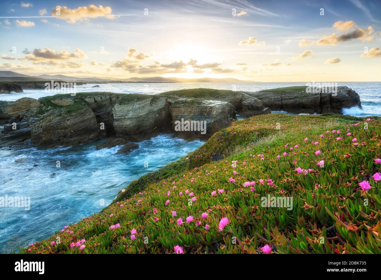 Campo di fiori su una scogliera della costa asturiana, Foto Stock