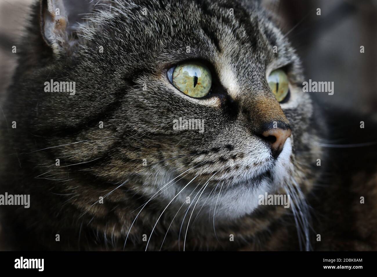 Il volto di un bel gatto marrone-nero femmina con gli occhi verdi Foto Stock