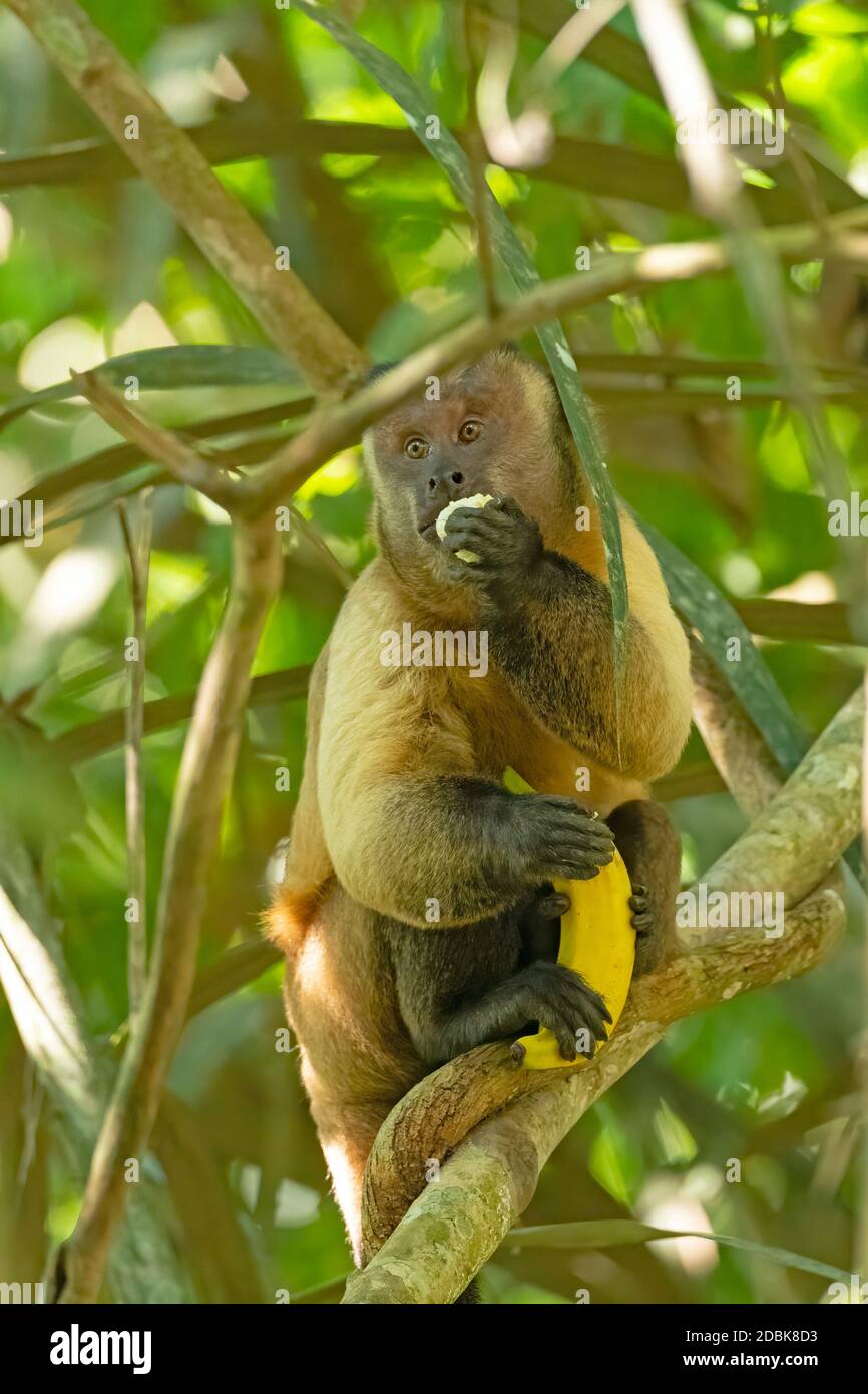Scimmia cappuccina mangiare una banana mentre ne tiene un altro nella foresta amazzonica vicino alta Floresta, Brasile Foto Stock