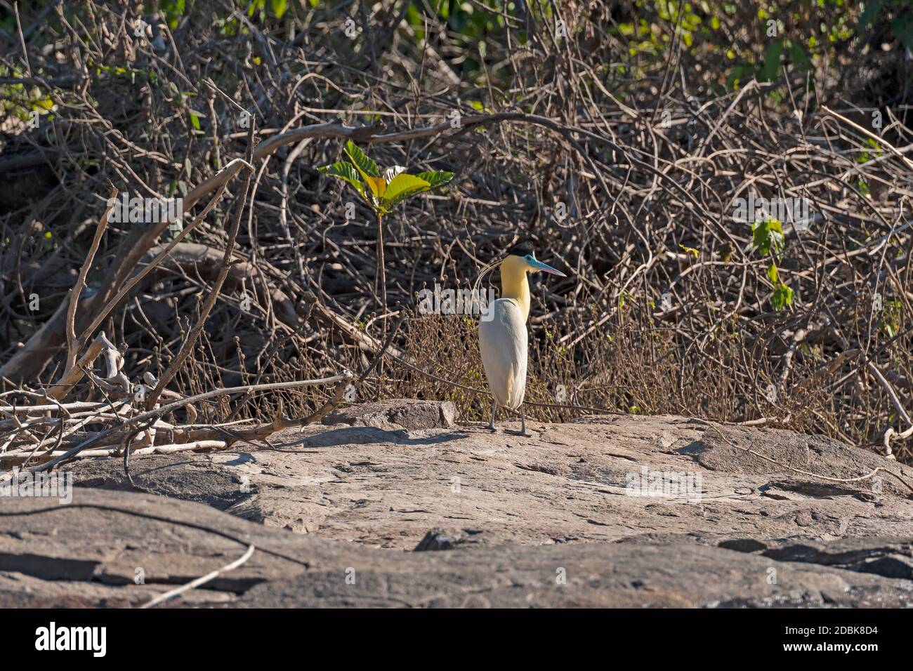 Capped Heron su una Amazon Rainforest River Bank vicino ad alta Floresta, Bazil Foto Stock