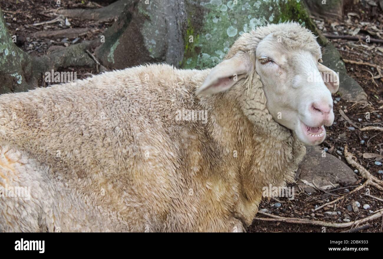 Primo piano di pecore unshorn con l'espressione divertente sul viso - sembra che abbia detto baaaaaa Foto Stock