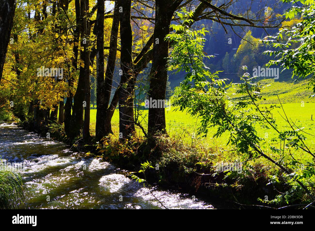 Idilliaco ruscello di montagna con alberi in colori autunnali sulla riva in bella luce del sole Foto Stock