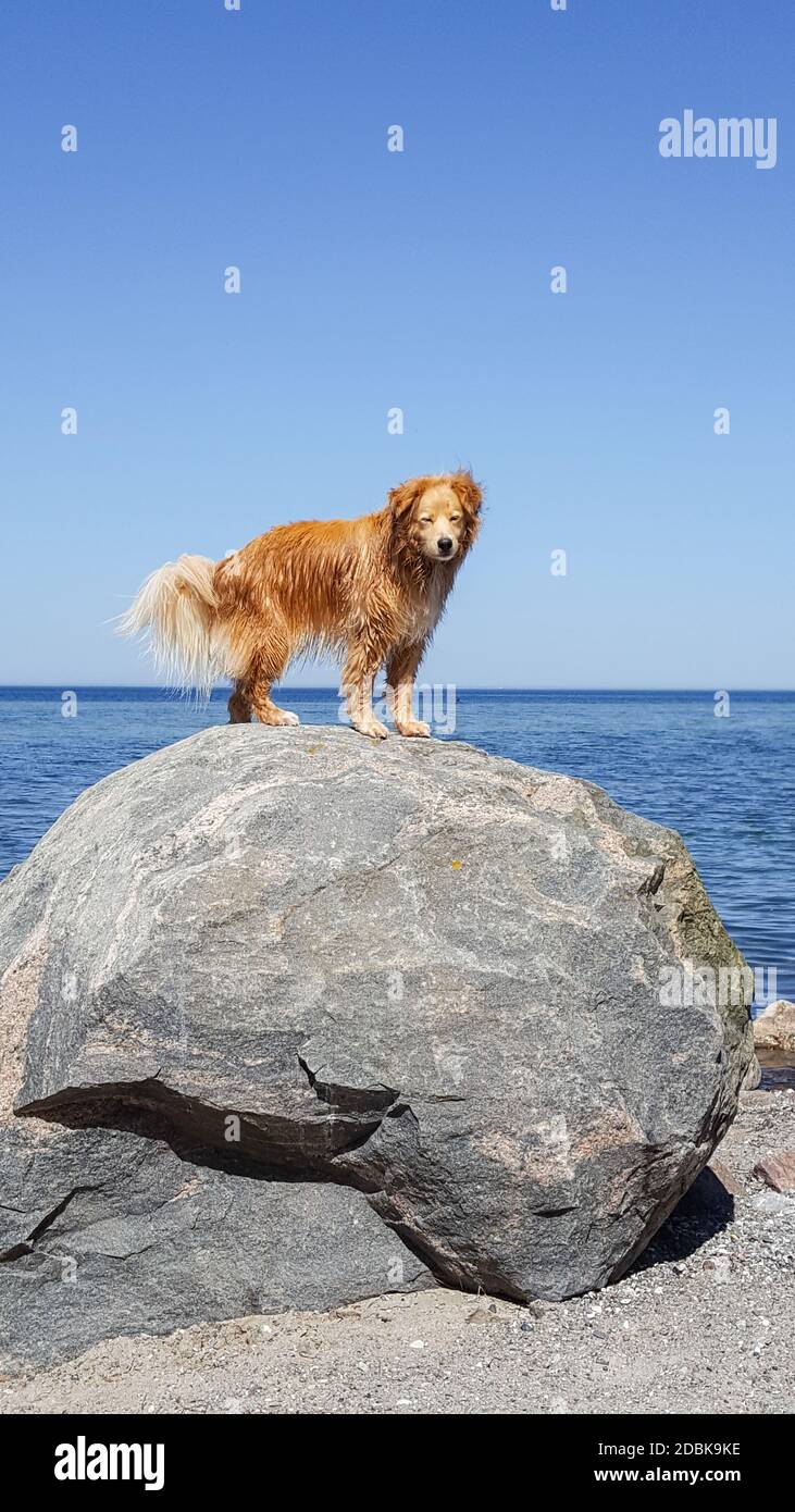 Golden Retriever Mix sembra arrondeggiante su una pietra sulla spiaggia Foto Stock