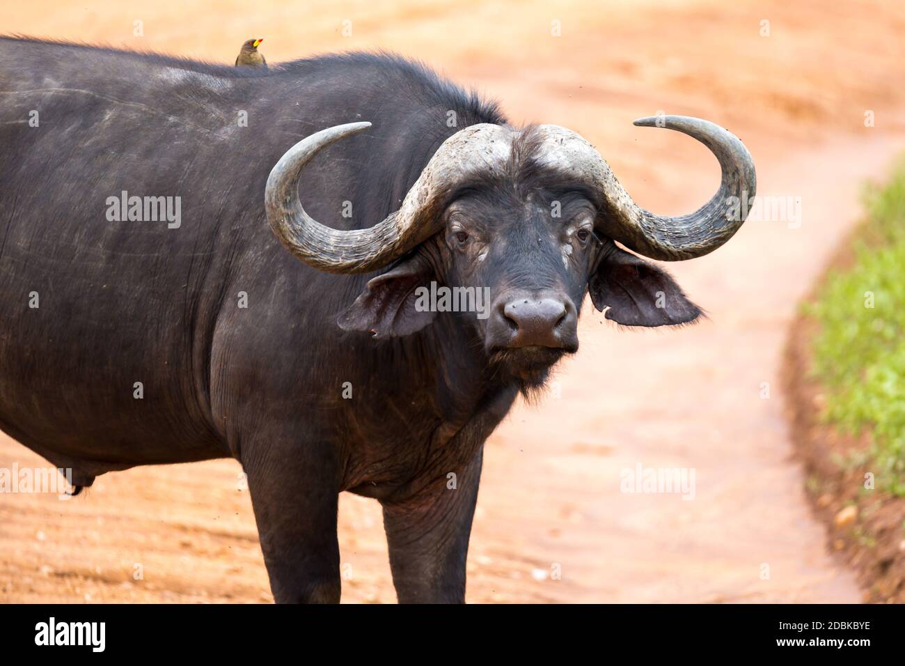 Un grande bufalo si erge su un sentiero nella savana Foto Stock