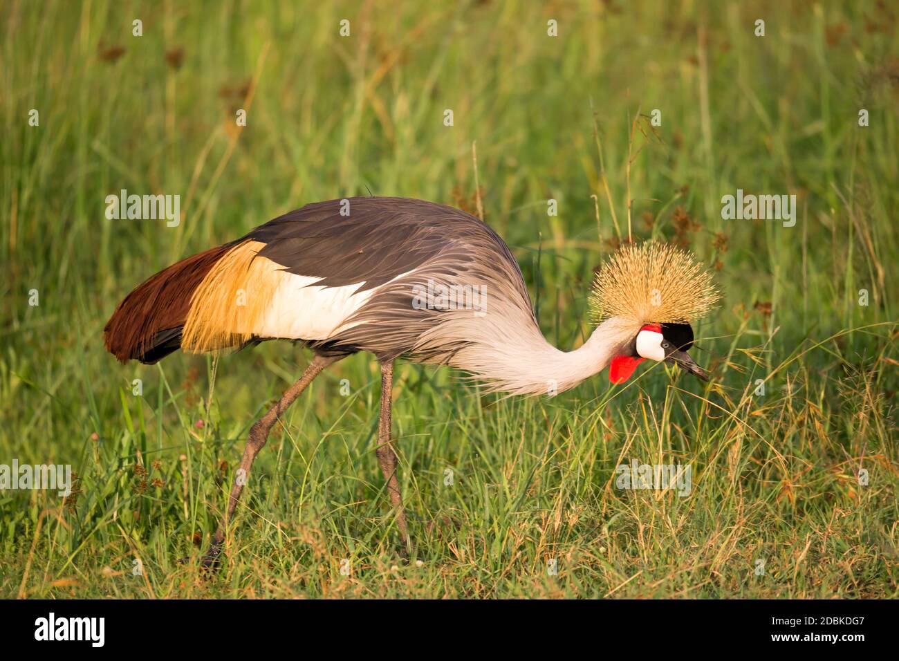 Uccelli nativi molto colorul siedono su rami Foto Stock