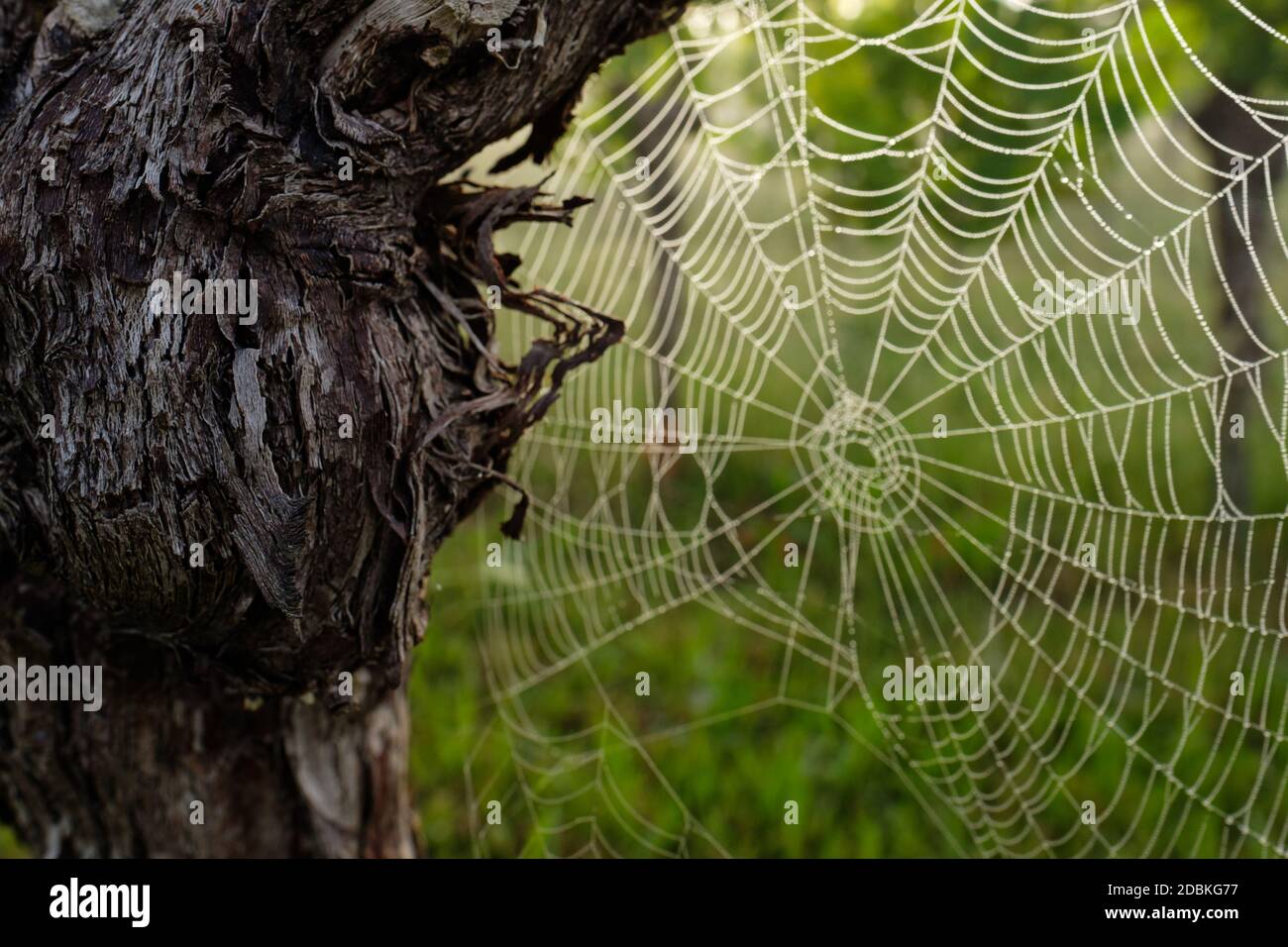 Vecchio vitigno gnarled con chiocciolato di spiderweb Foto Stock