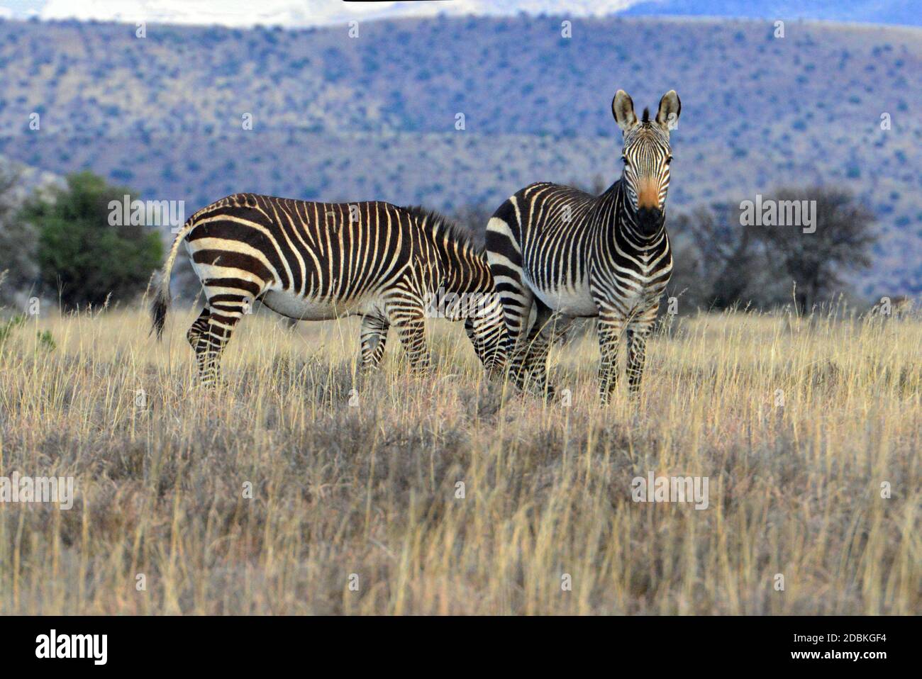 Zebre di montagna nel Parco Nazionale di Mountain Zebra, Sud Africa Foto Stock