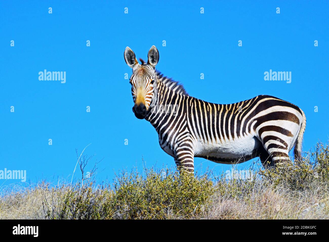 Zebre di montagna nel Parco Nazionale di Mountain Zebra, Sud Africa Foto Stock