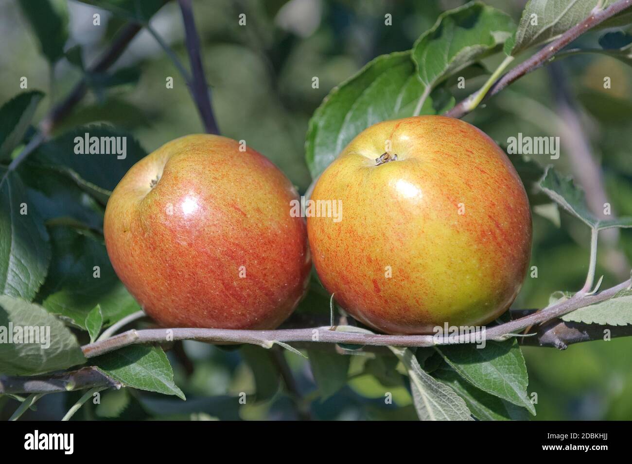Apfel (Malus domestica 'Rheinischer Krummstiel') Foto Stock