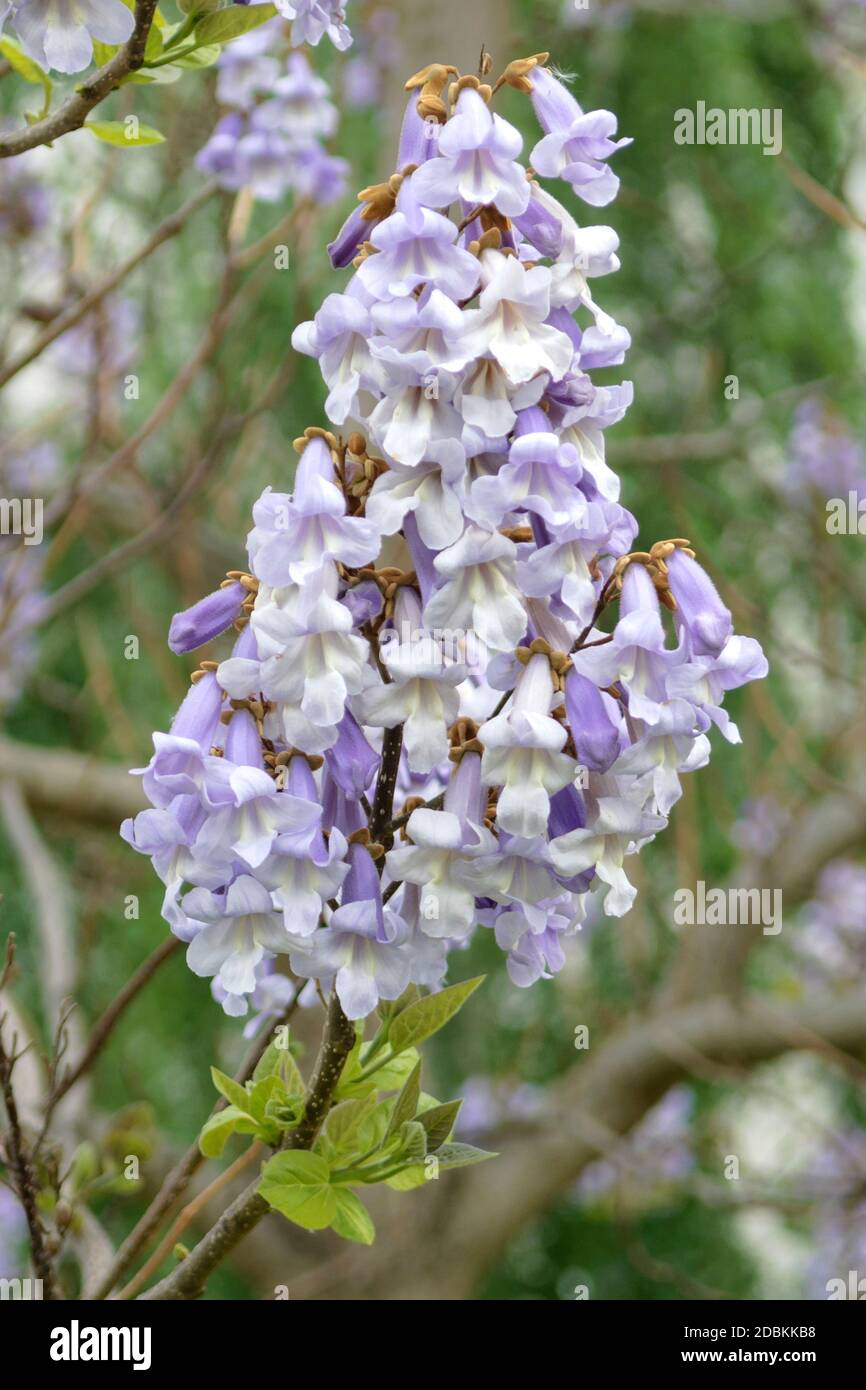 Chinesischer Blauglockenbaum (Paulownia Tomentosa Foto Stock - Alamy