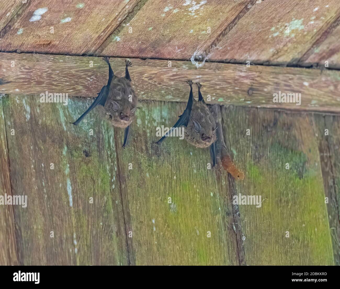 Proboscis Bats riposante in una nave dell'edificio in Cristalino Lodge in Brasile Foto Stock