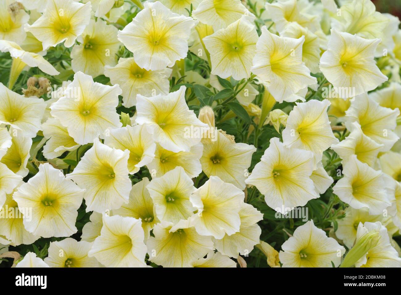 Petunie (Petunia HAPPYTOONIA giallo) Foto Stock