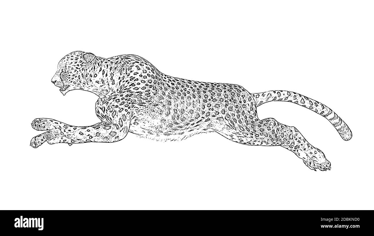 Disegno a matita di ghepardo Foto Stock