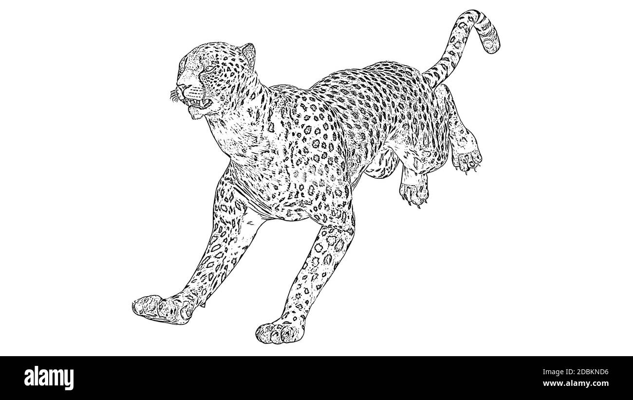 Disegno a matita di ghepardo Foto Stock