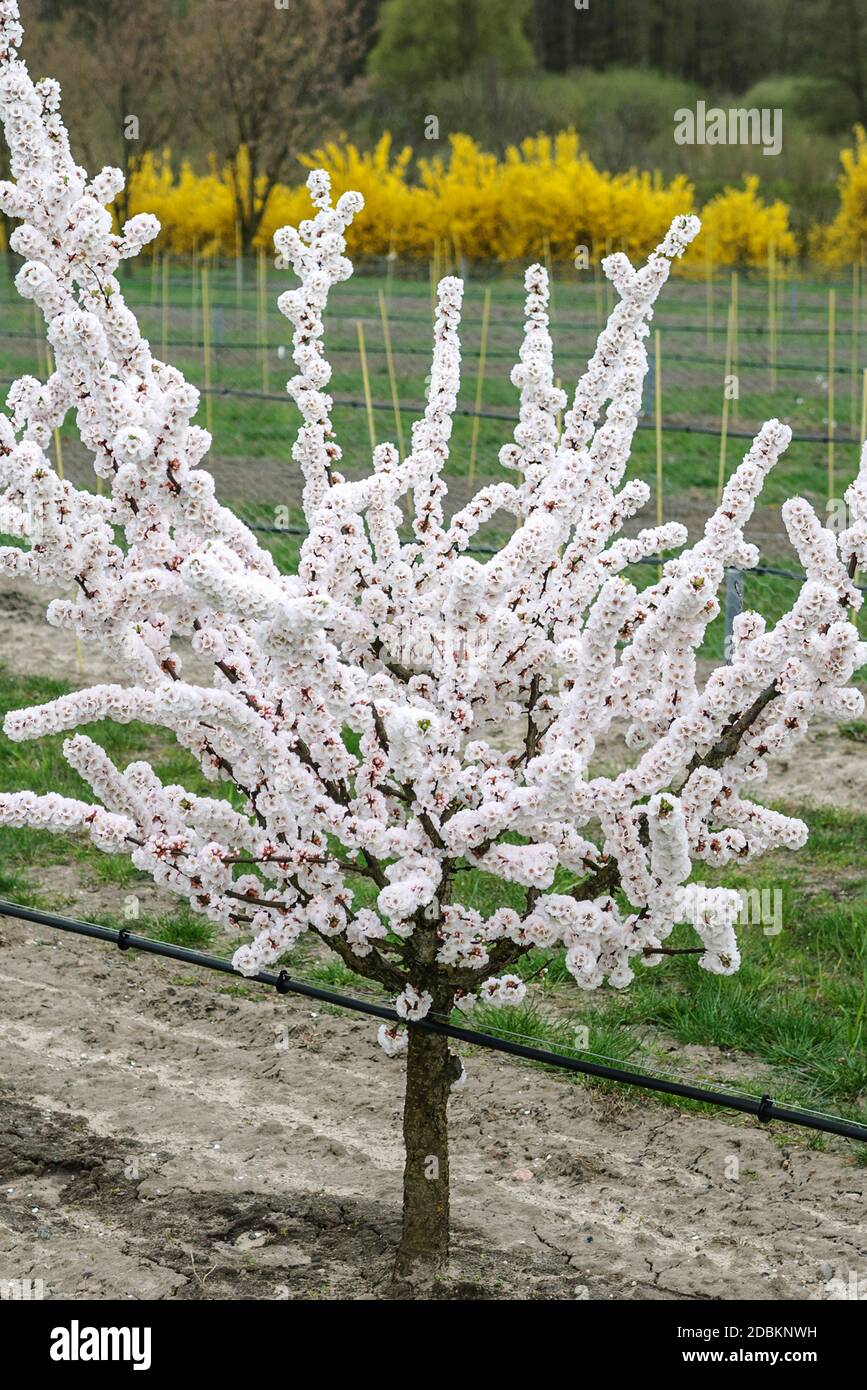 Pflaumen-Unterlage (Prunus 'Weito 6') Foto Stock