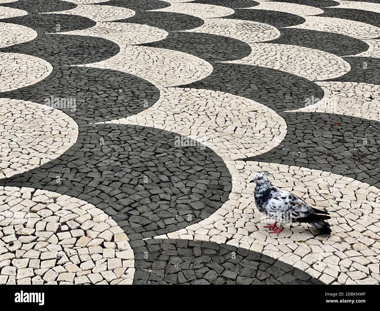 Pigeon nella piazza di Praca do Muicipio a Funchal, Madeira. Foto Stock