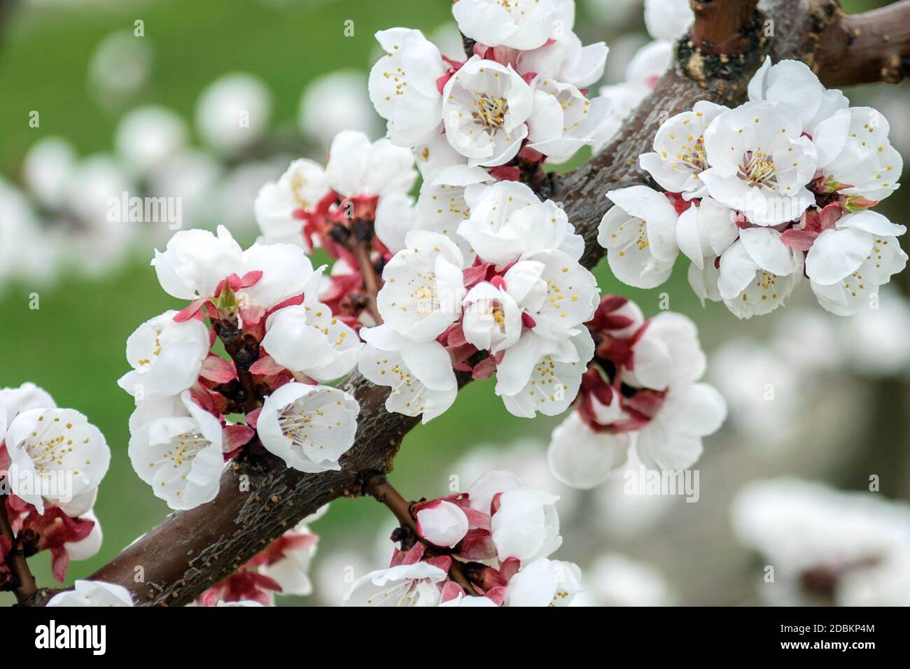 Aprikose (Prunus armeniaca 'Hargrand') Foto Stock