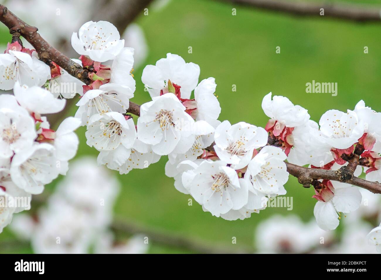 Aprikose (Prunus armeniaca GOLDRICHAE) Foto Stock