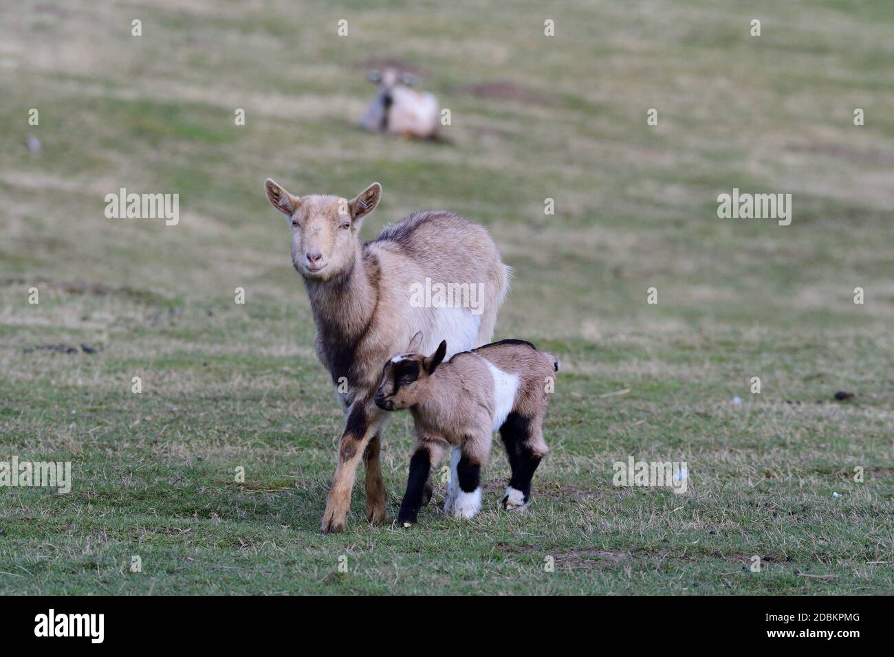 Capra tedesca con un bambino su un prato Foto Stock