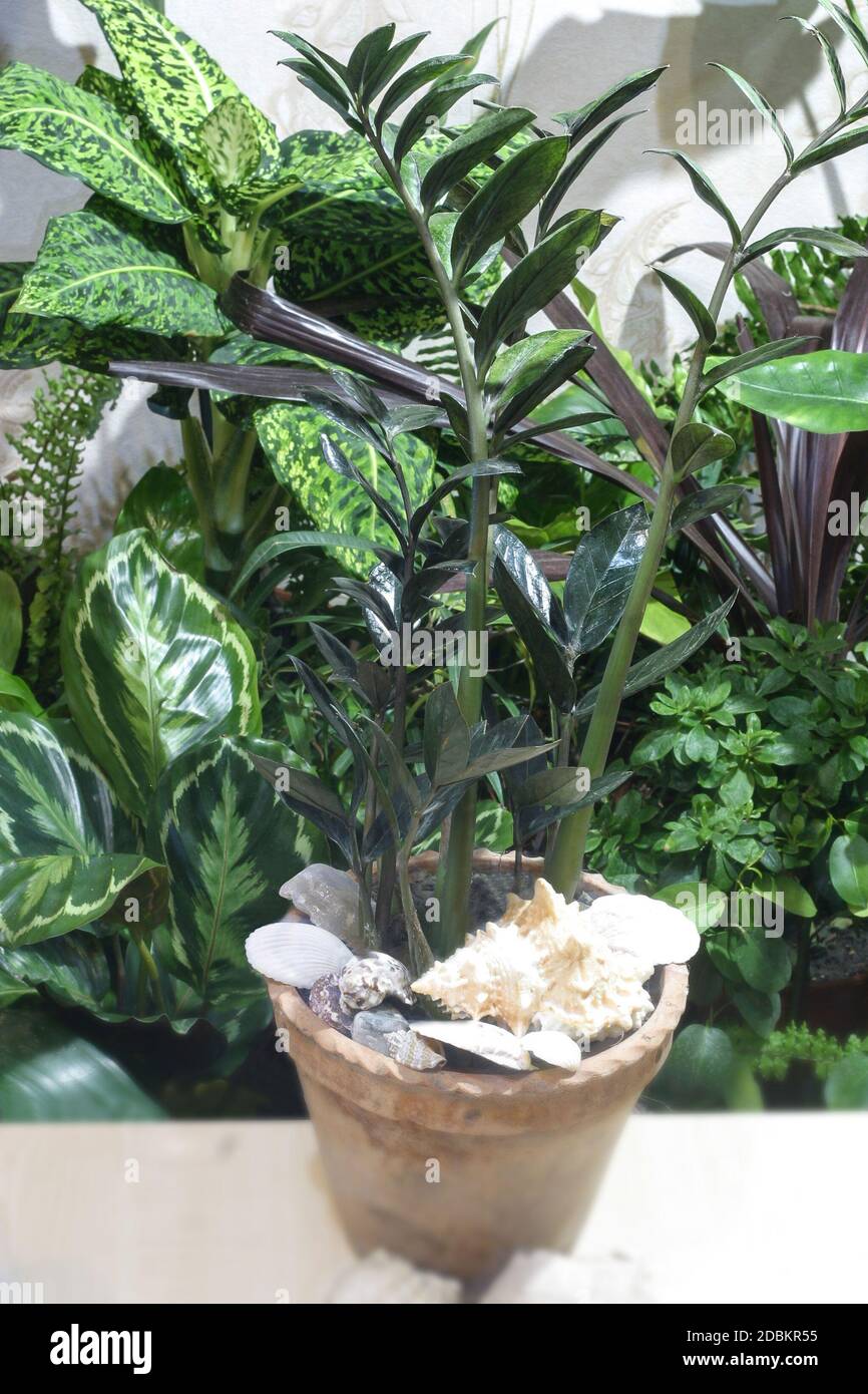 Pianta tropicale zamioculcas Foto Stock