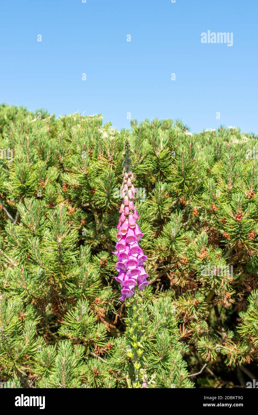 Foxglove rosso Foto Stock