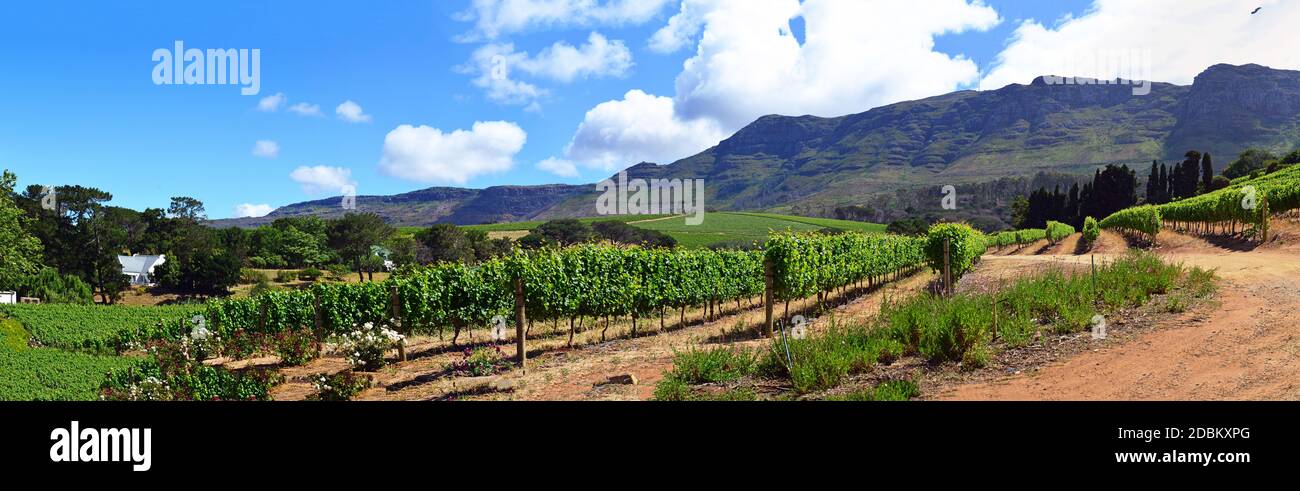 La viticoltura in Sud Africa Foto Stock