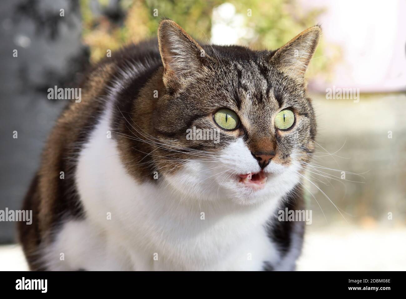 Un piccolo gatto grasso fa un'espressione del volto sorpresa Foto Stock
