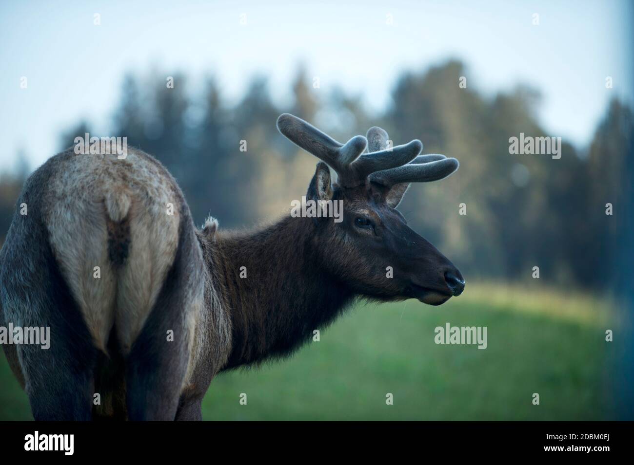 Giovane Roosevelt elkÃ‚Â (Cervus canadensisÃ‚Â roosevelti) bull, Redwoods, California, USA Foto Stock