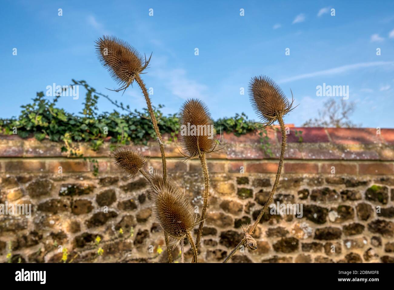 Teste di semi essiccate di teasel comune, Dipsacus fullonum, che crescono contro un muro in Norfolk. Foto Stock