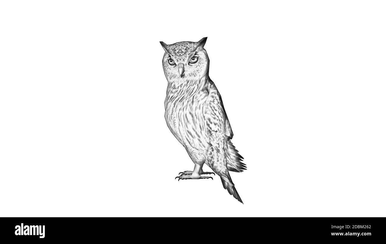 Disegno a matita - Owl - isolato su sfondo bianco Foto Stock
