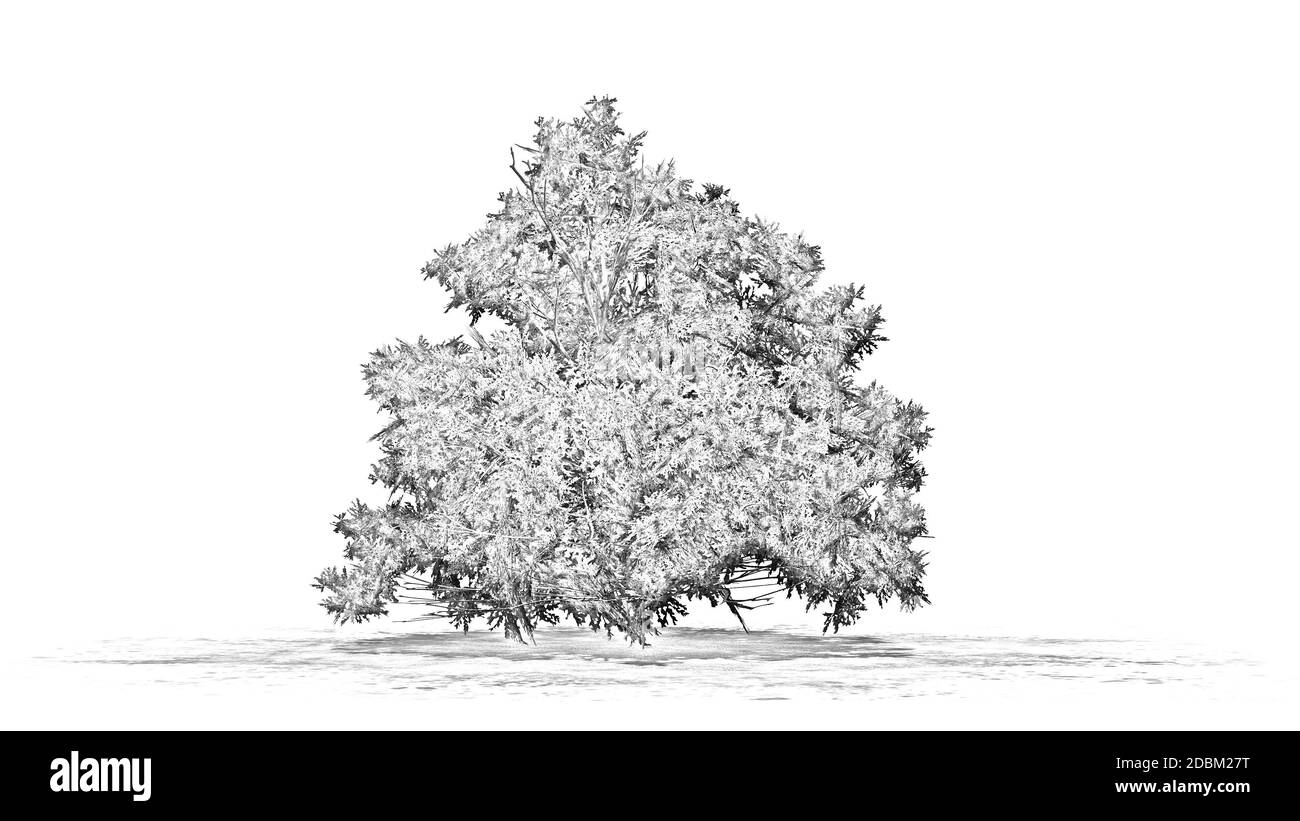 Disegno a matita - bosso americano - isolato su sfondo bianco Foto Stock