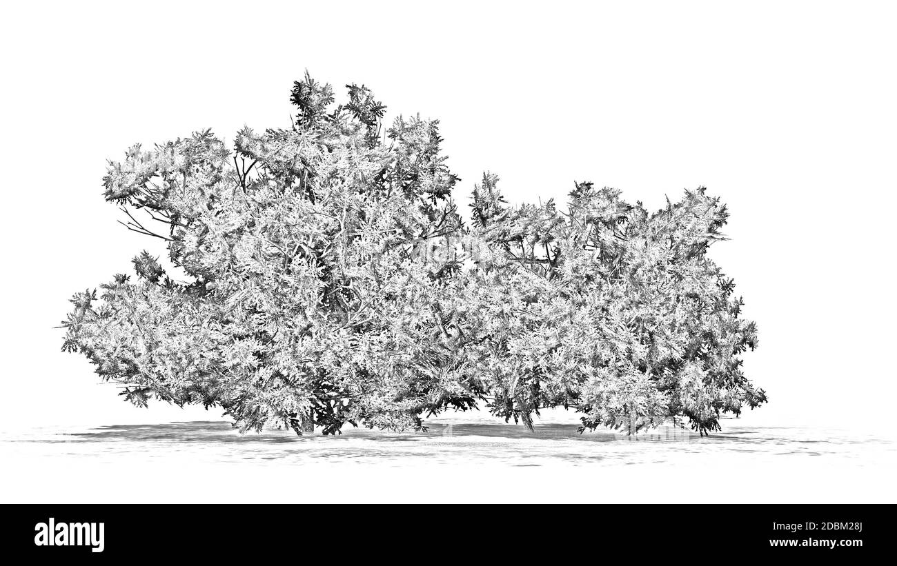 Disegno a matita - bosso americano - isolato su sfondo bianco Foto Stock