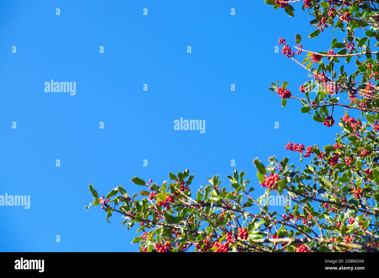 Bacche di agrifoglio rosse mature sul ramo di agrifoglio (ilex aquifolium) In autunno novembre e blu cielo copia spazio in Carmarthenshire GALLES REGNO UNITO KATHY DEWITT Foto Stock