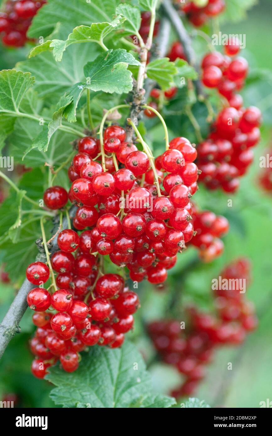 Rote Johannisbeere (Ribes rubrum 'Herosta') Foto Stock
