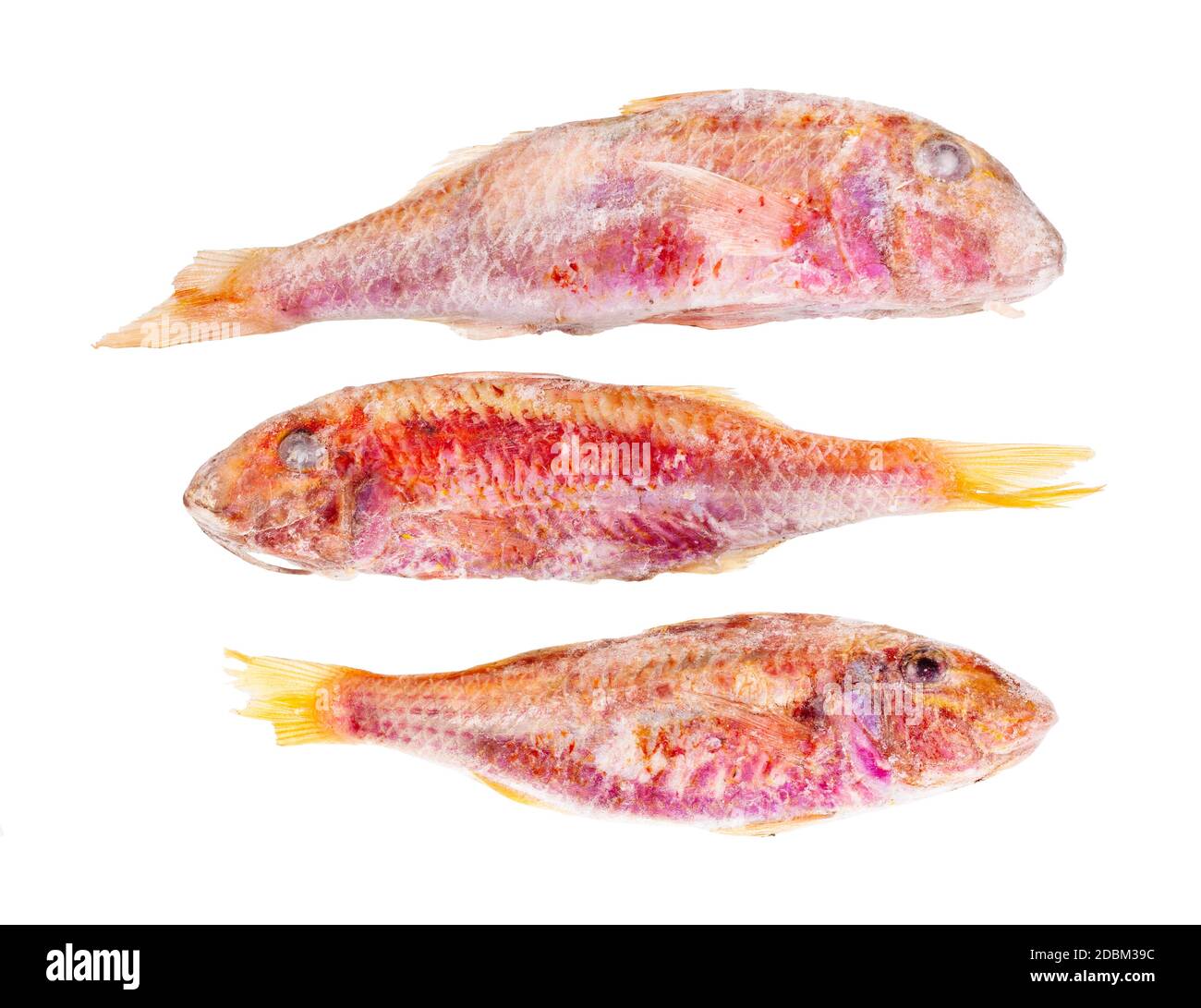 tre pesci di triglia rossi congelati isolati su sfondo bianco Foto Stock