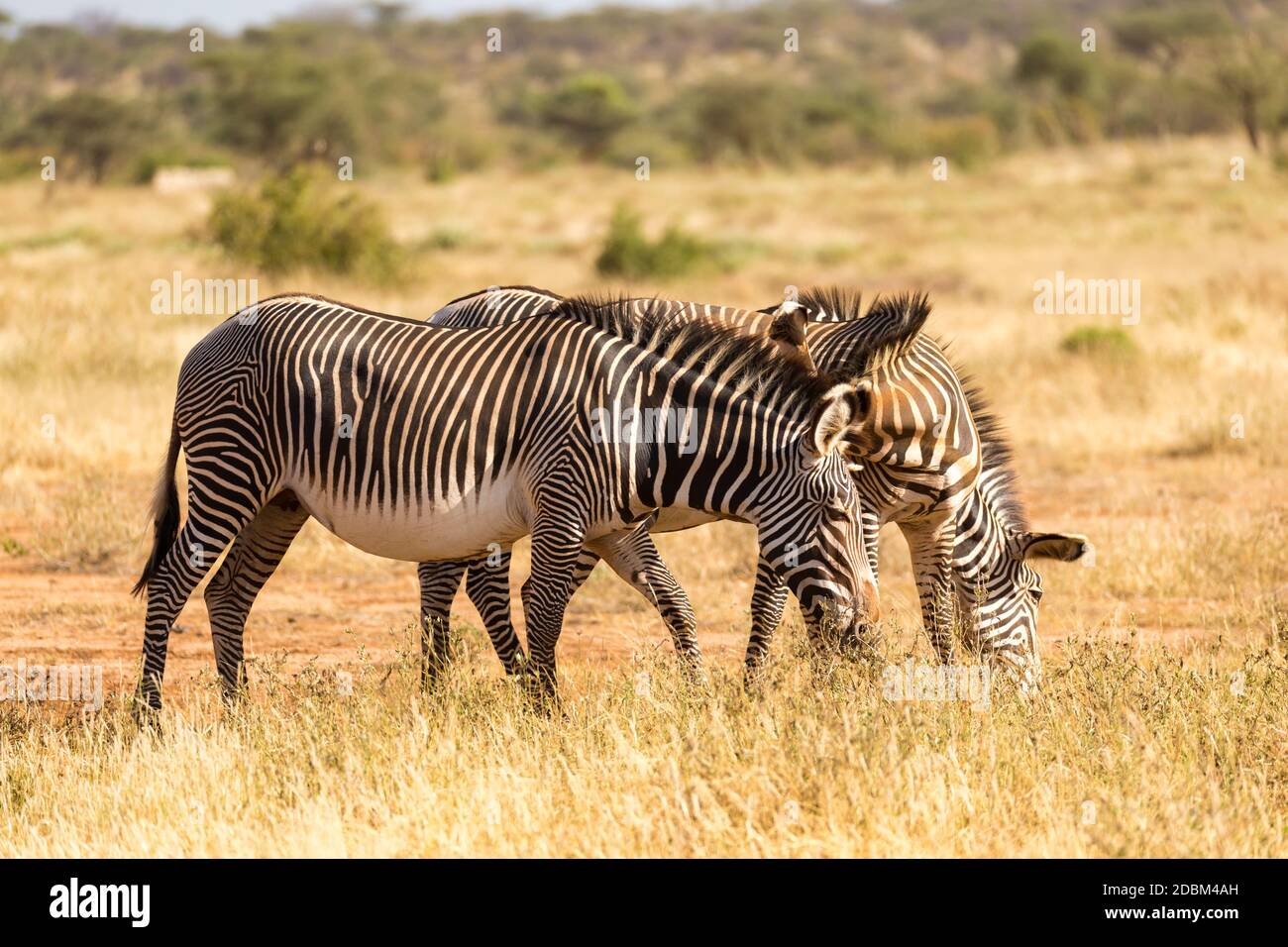 Una zebre Grevy sono pascolando nella campagna di Samburu in Kenya Foto Stock
