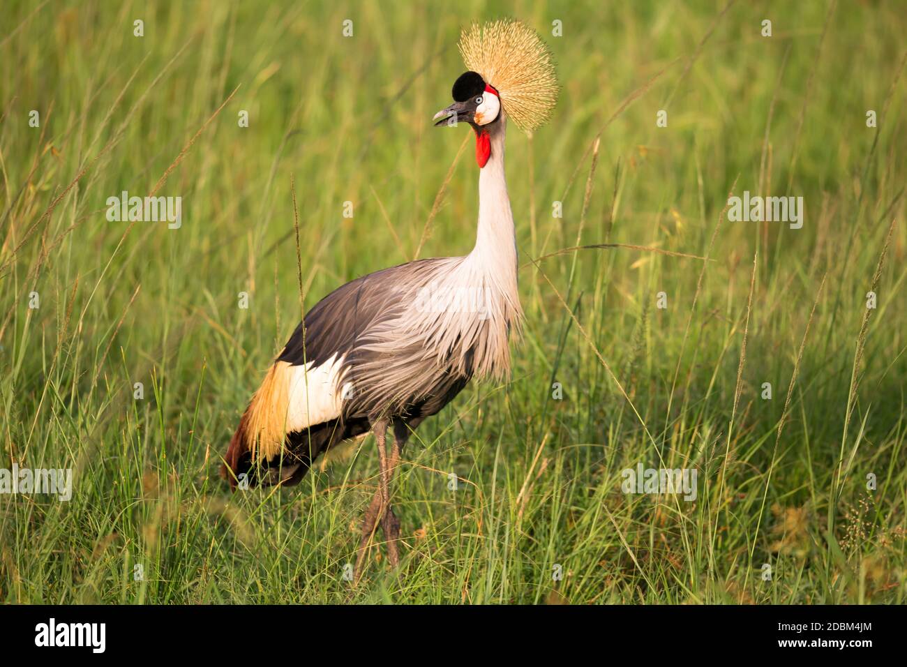 Uccelli nativi molto colorul siedono su rami Foto Stock