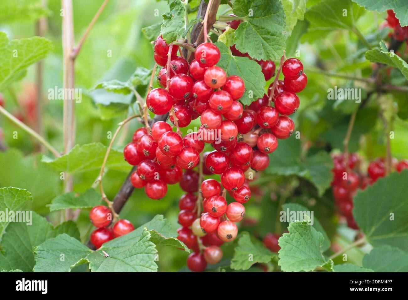 Rote Johannisbeere (Ribes rubrum 'Rotet') Foto Stock