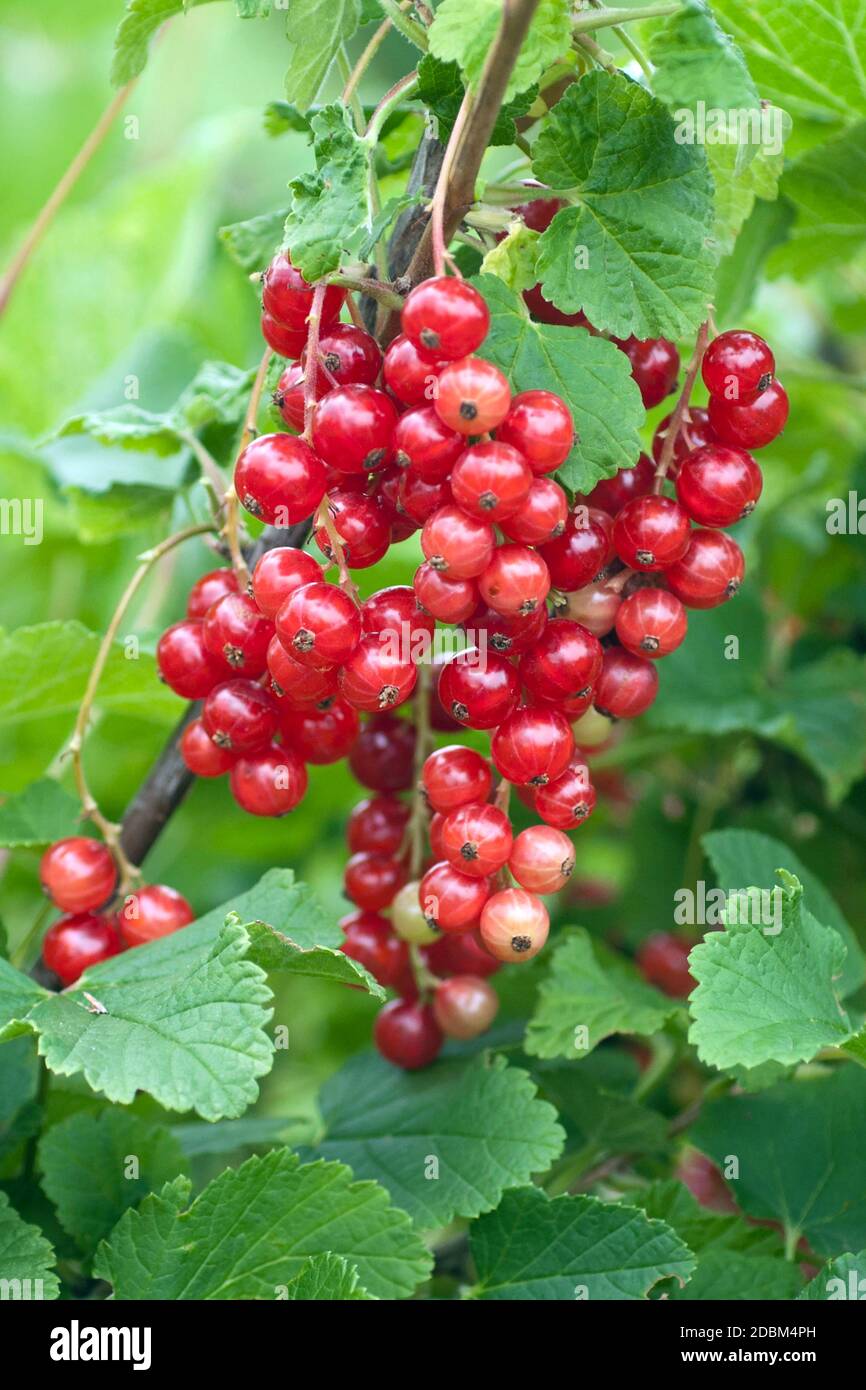 Rote Johannisbeere (Ribes rubrum 'Rotet') Foto Stock