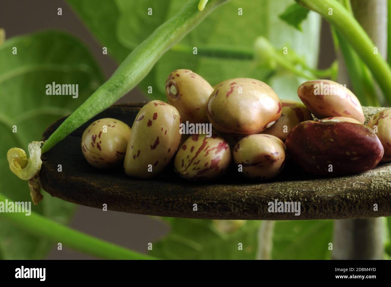 Pianta di fagioli con fagioli secchi nel cucchiaio Foto Stock