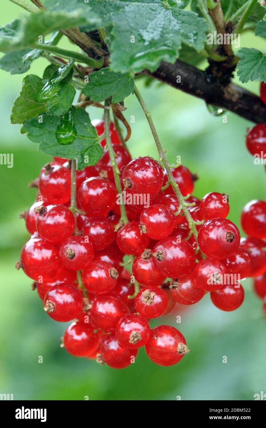 Rote Johannisbeere (Ribes rubrum 'Rondom') Foto Stock