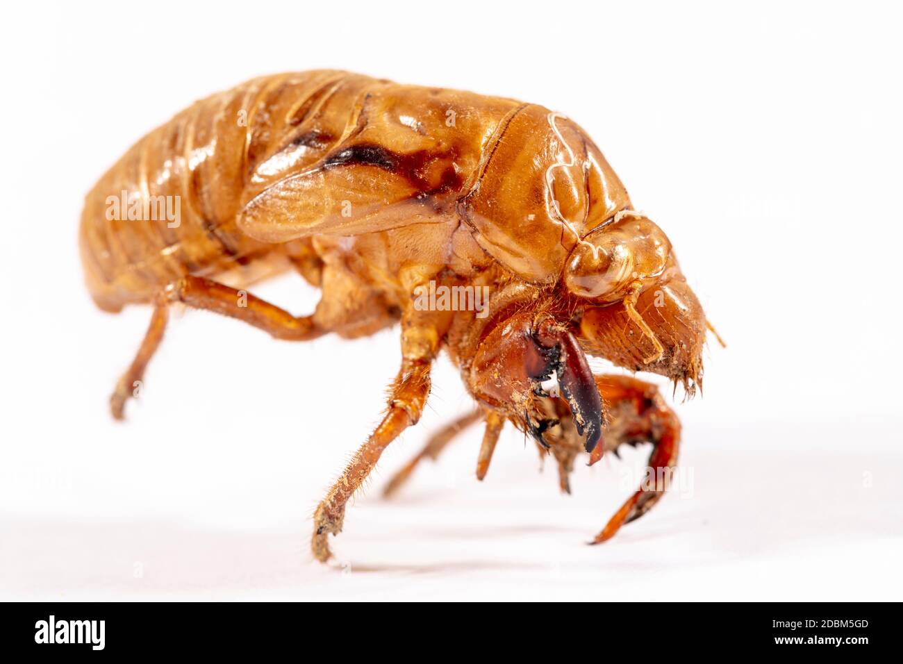 Primo piano vista di una Cicada marrone morto su un sfondo bianco Foto Stock