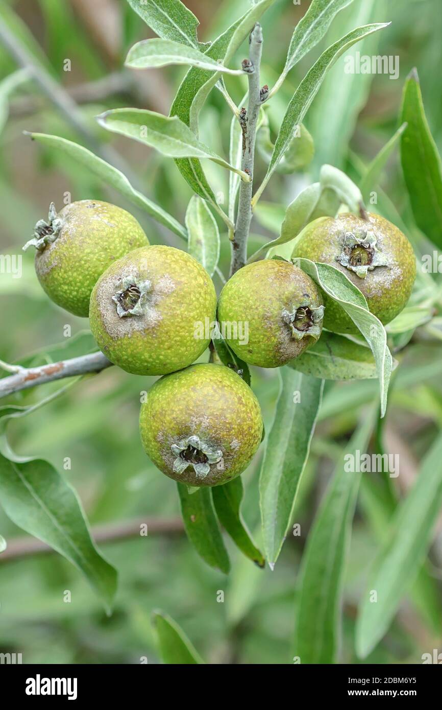 Birne Weidenblättrige (Pyrus salicifolia) Foto Stock