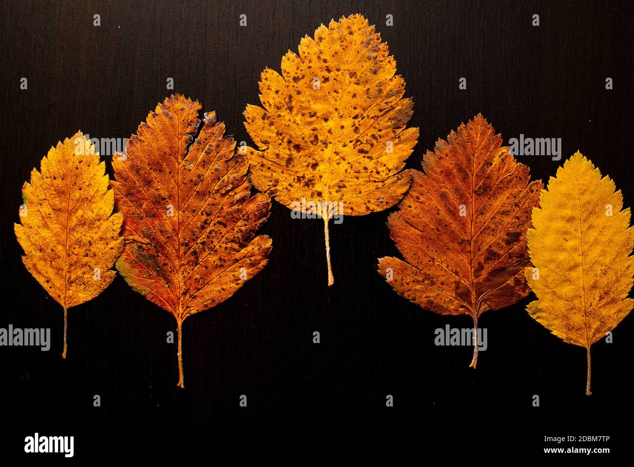 foglia d'autunno su un albero sfondo nero, vista dall'alto. Foto Stock