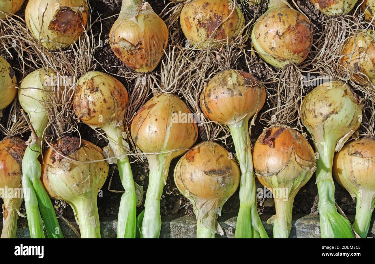 Raccolto di cipolla coltivato in casa 'Hisky' sollevato ed asciugandosi sotto il sole estivo in giardino inglese, Inghilterra UK Foto Stock