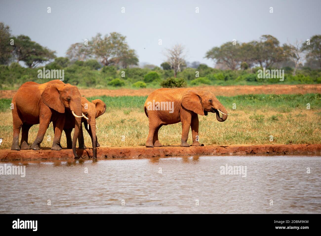 Una famiglia di elefanti bere acqua dal buco Foto Stock