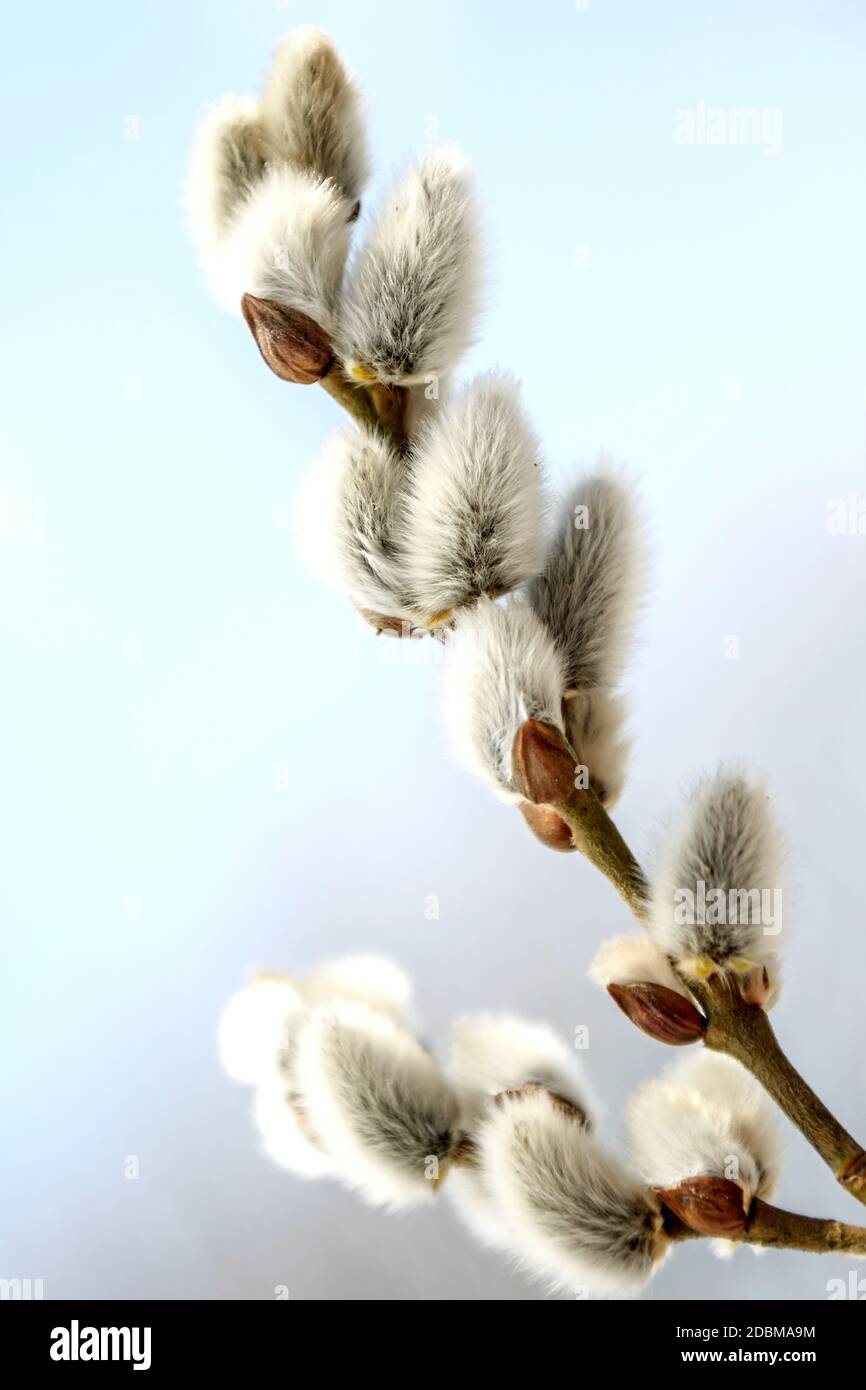 Sal-Weide (Salix caprea), männliche Blütenkätzchen Foto Stock